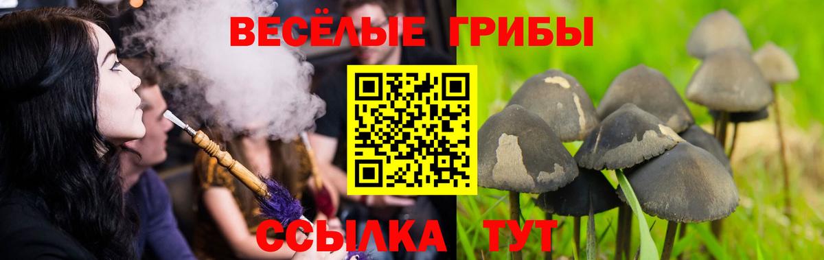 Черемхово  Псилоцибиновые грибы MAGIC MUSHROOMS  Вход с VPN 